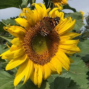 Meet your Posher, Ellen